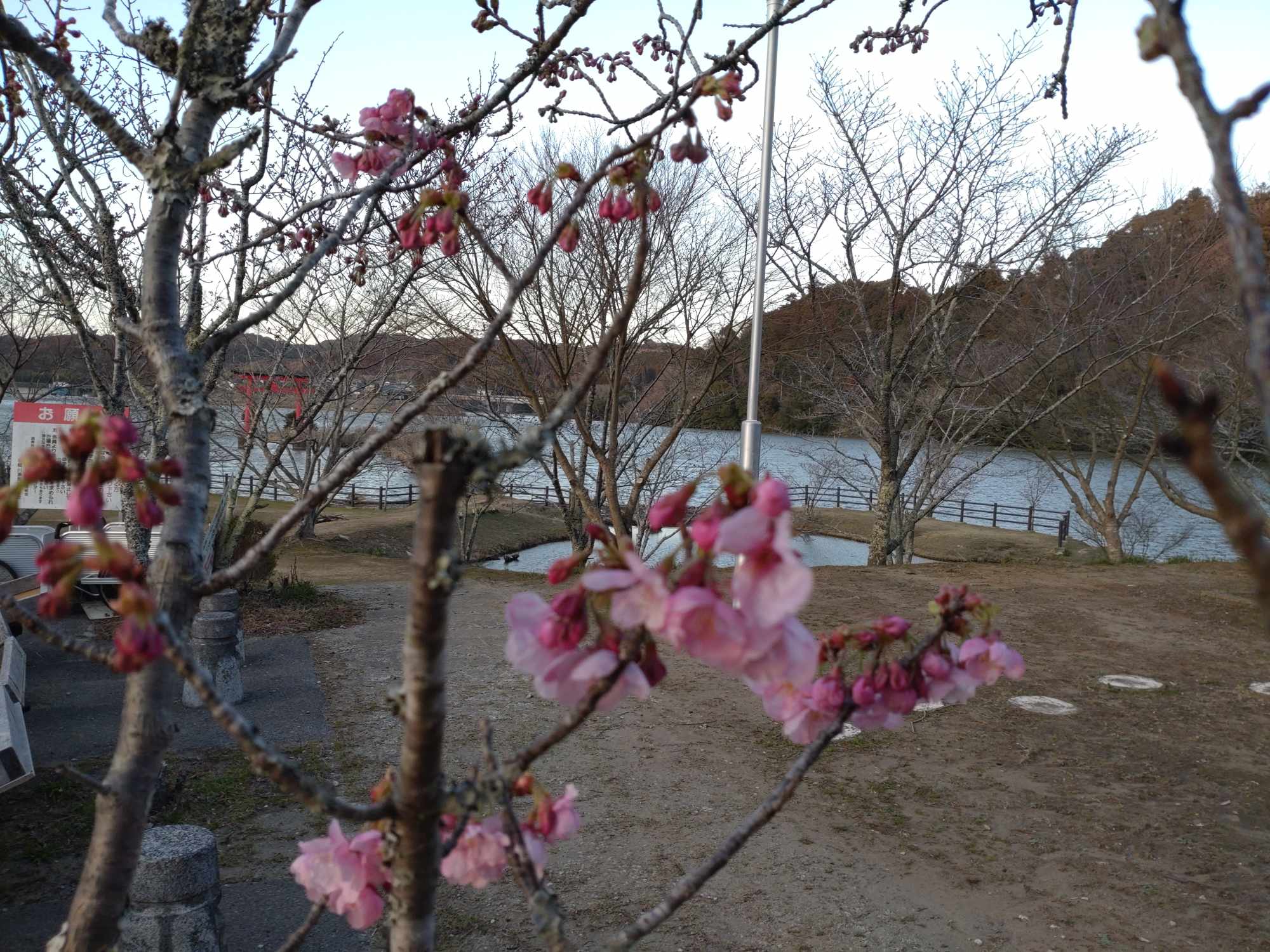 ついに桜（陽光桜）が咲きました！