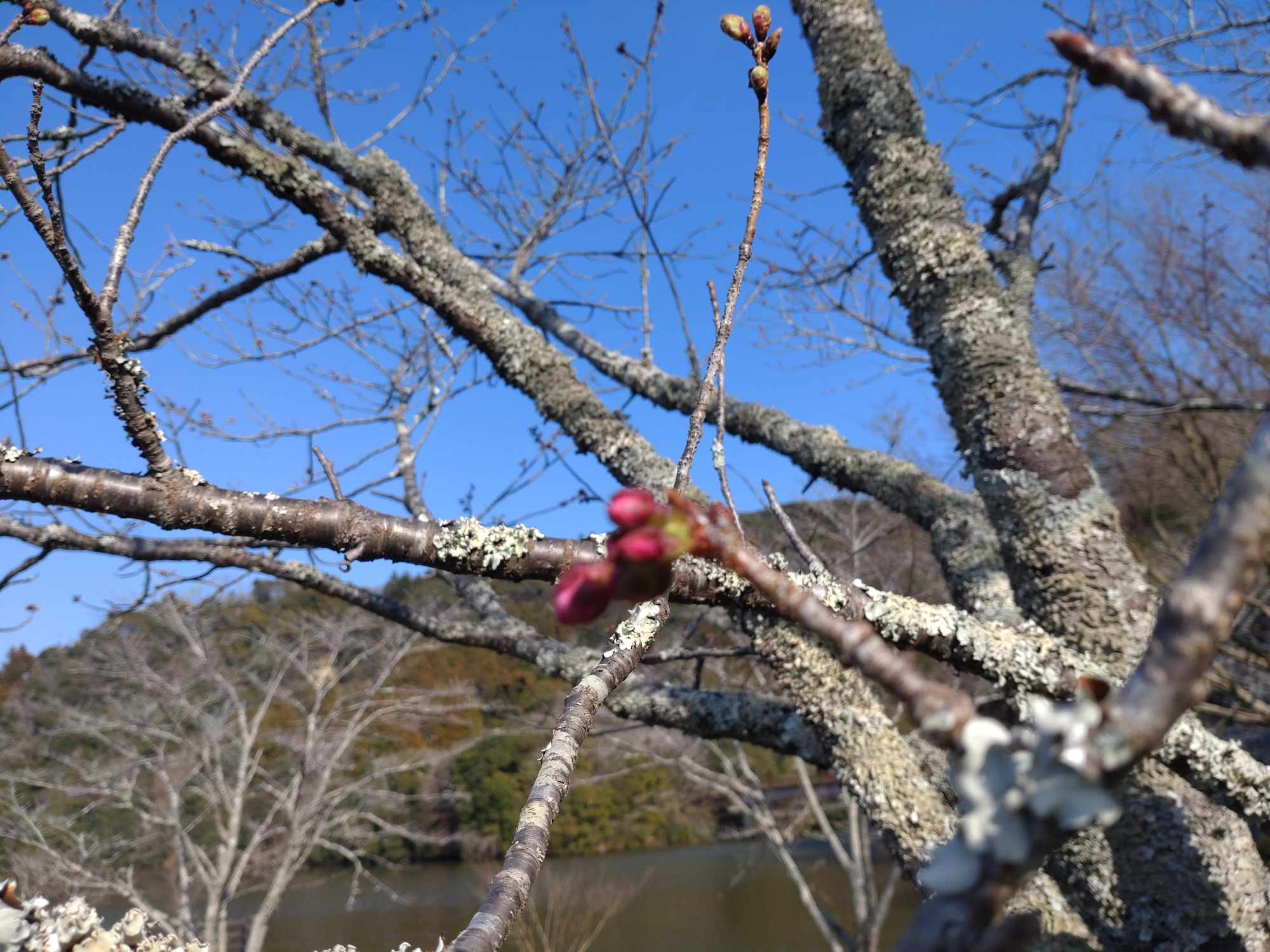 亀山湖の桜