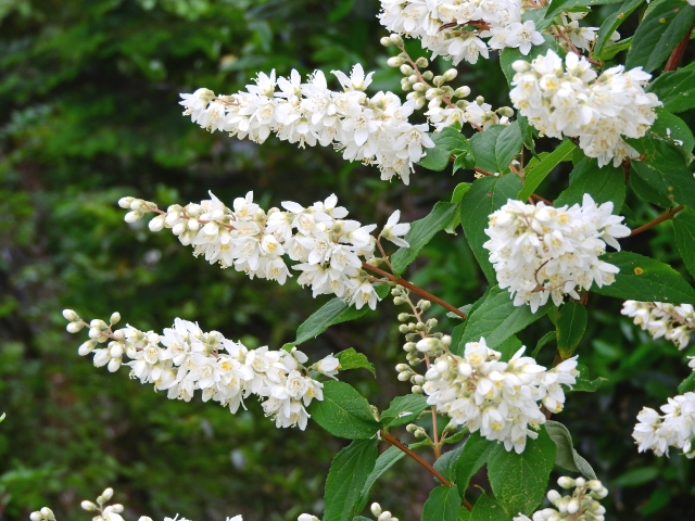 白い花