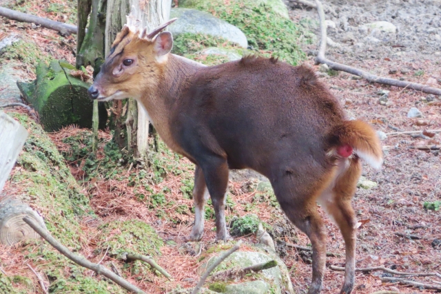 千葉県でキョンが大発生！