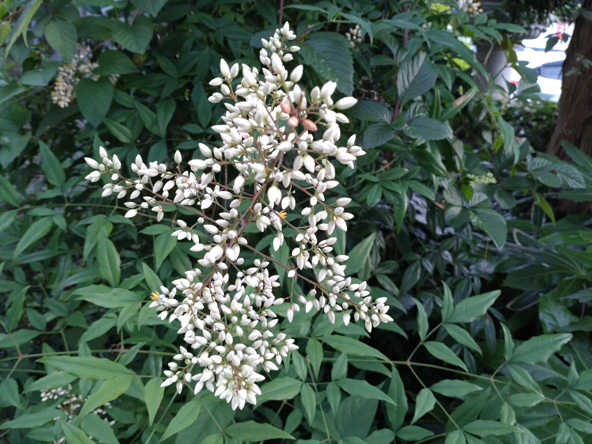 植物に季節あり