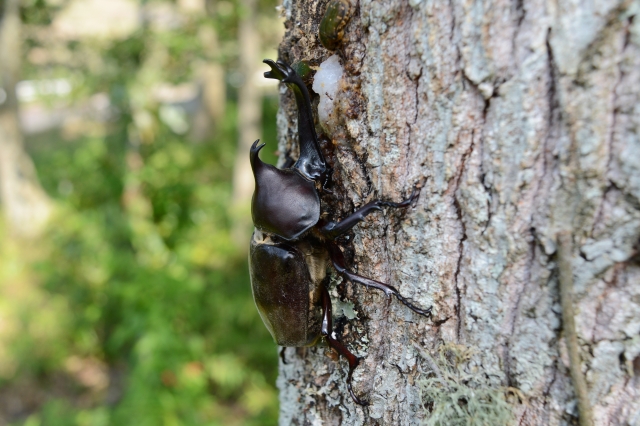 ホタル鑑賞やカブトムシ捕り