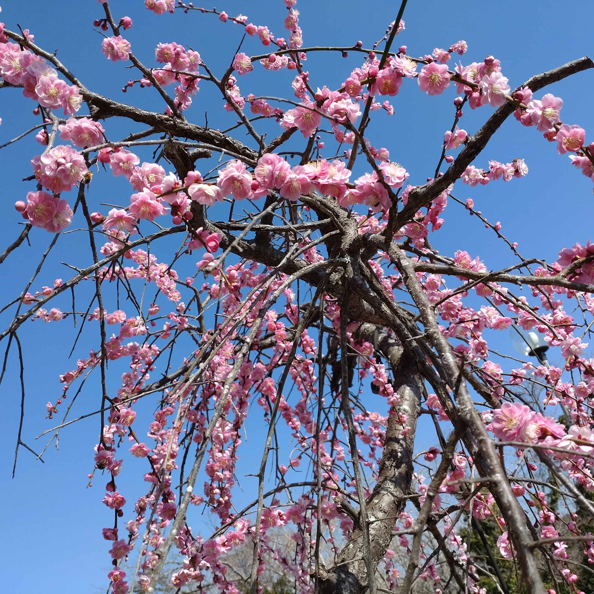 梅の花が満開