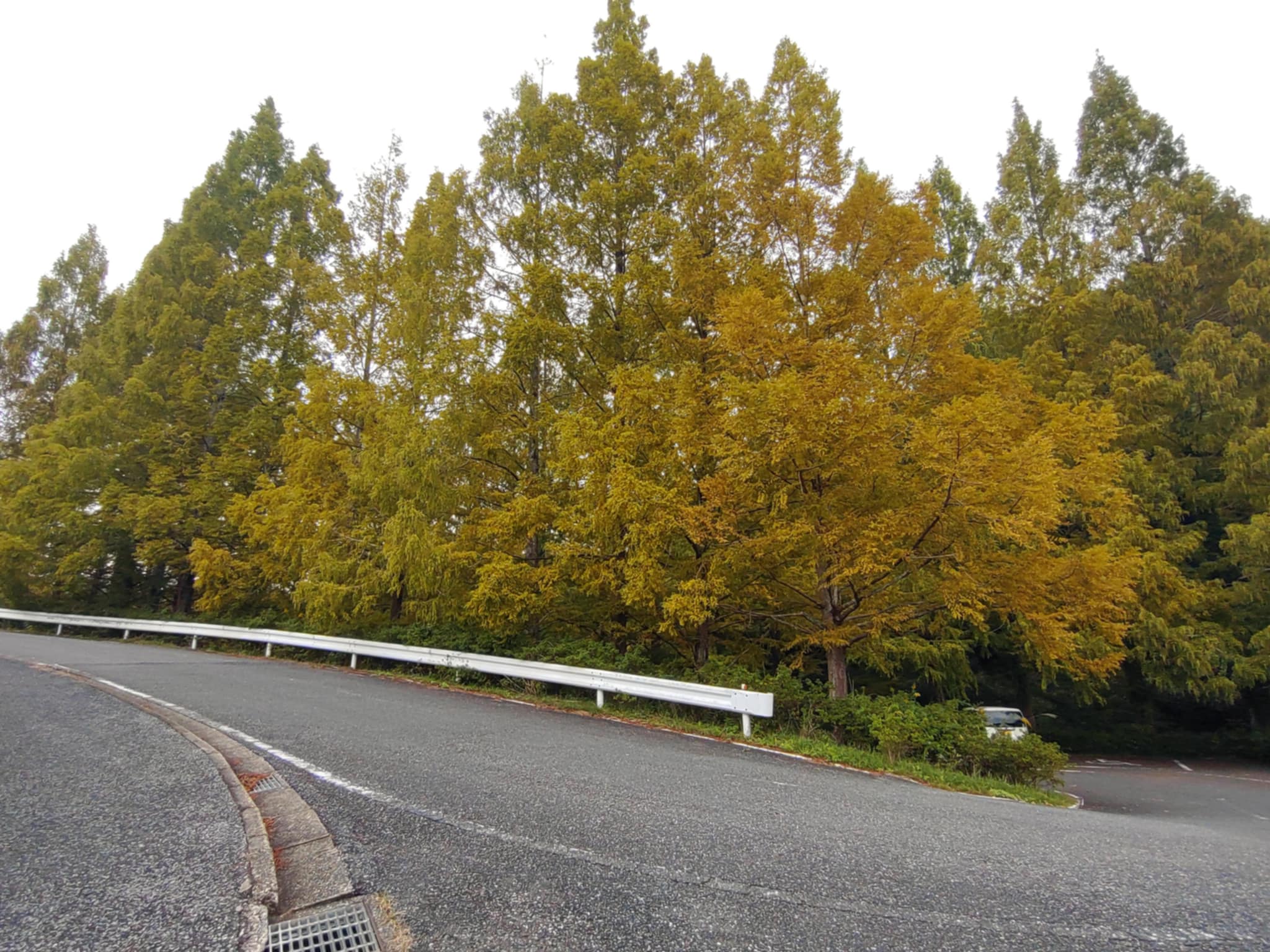 2025千葉県亀山湖の紅葉情報