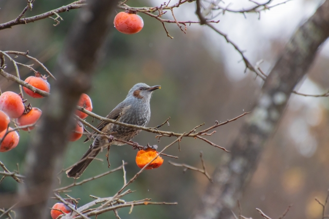 鳥がいない時期のバードウォッチング