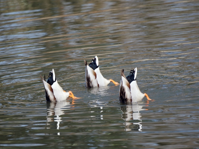 バードウォッチング