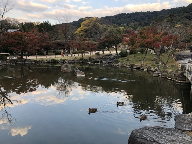 バードウォッチング