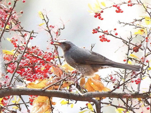 ピラカンサとヒヨドリ
