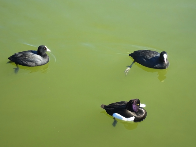 バードウォッチング