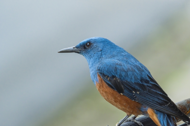 イソヒヨドリとツキあう
