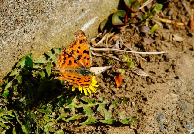 冬眠から目覚めた蝶