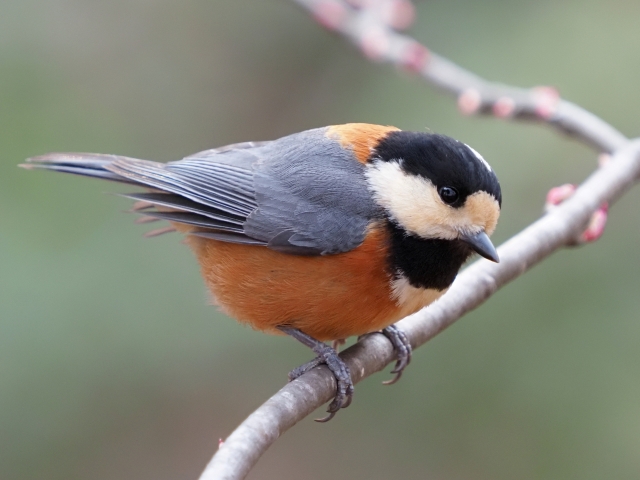 シジュウカラとヤマガラの鳴き声の違い