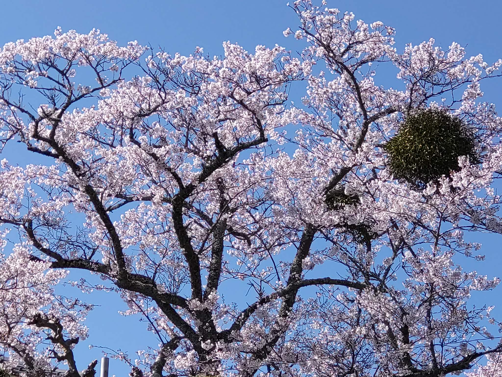 ヤドリギの気になる木