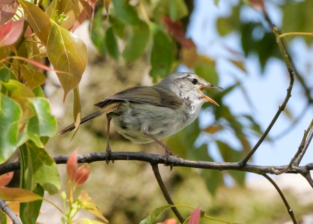最初から上手く鳴けないウグイス