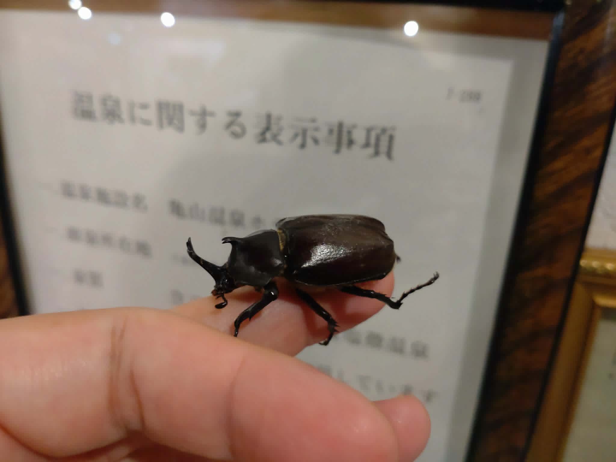 今年の初物