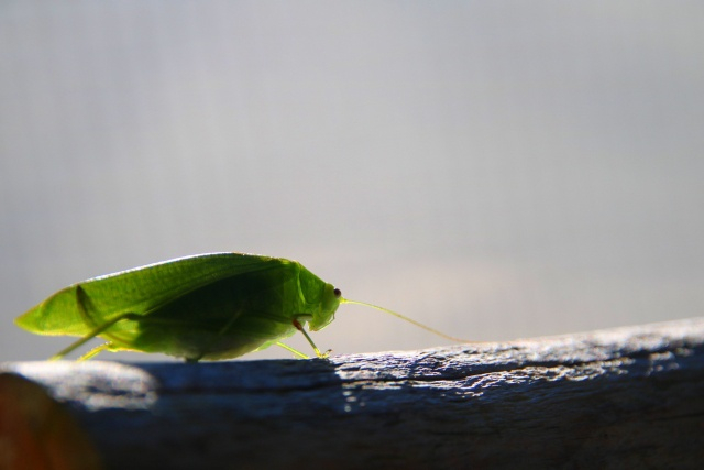 秋の虫聞き